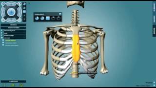 Anatomski atlasprogram za studente medicinefizioterapeute [upl. by Ocirrej]