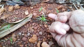 Eriocaulon xeranthemum in a Doomed location [upl. by Elicia]