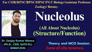 NUCLEOLUSStructureFunction CSIRGATEBSCMSC RPSCMPPSCHPSCBPSC PGT BIOLOGY ZOOLOGYBOTANY [upl. by Farnham953]