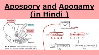 Apospory and Apogamy in pteridophytes  in Hindi [upl. by Hsot]