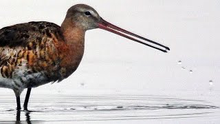 Большой веретенник Limosa limosa  Blacktailed godwit  Film Studio Aves [upl. by Notserc]