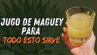 Para Que Sirve El Jugo De Maguey ✅ Como Hacer El Jugo De Maguey ✅Super Beneficios Del Jugo De Maguey [upl. by Ylrebmek]