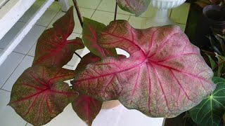 Caladium fannie munson [upl. by Adnuahsor]