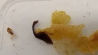 Flatworm eating  planaria comendo [upl. by Attem593]