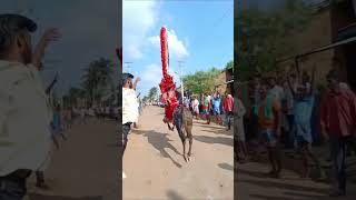 Karnataka Nandi 222 brand bull horihabba viralvideo animals trending [upl. by Mimajneb]