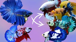 Cross Breeding Betta Fish Of Different Colors With Results [upl. by Aicemak]