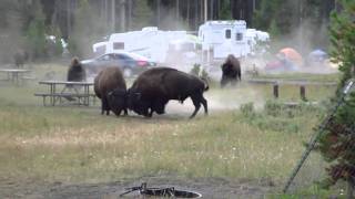 Combat Bison camping Yellowstone Aout 2010 [upl. by Maurey160]