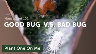 Houseplant 101 Control Houseplant Pests Thrips Mealybugs Spider Mites Aphids amp More — Ep 123 [upl. by Tullusus]