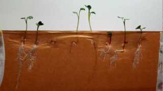 Time Lapse of Radish Seeds  Dark Brown Background [upl. by Gregorius]