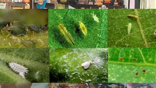 BIOTOXIN  Verticillium lecanii जैविक कीड नियंत्रण  बायोटोक्झिन [upl. by Wooster]