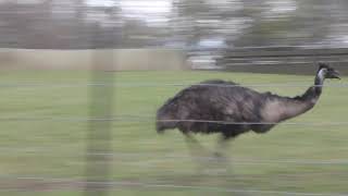 Emu running  crazy looking birds run at 31 mph [upl. by Ainattirb]