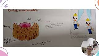 funciones de las organelas celulares y comparación de una fabrica de producción [upl. by Ecylla]