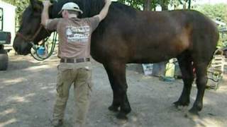 Neck Up mounting on a draft horse [upl. by Aicetel]