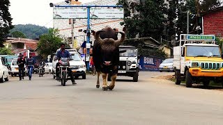 BISON STREET WALK  KODAIKANALKODAIKANAL WILDLIFEINDIAN GAUR ON ROAD [upl. by Haff]