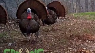 Real Turkey Gobbles Clucks Purs For Turkey Calling Practice GrowingDeertv [upl. by Odlabso]