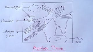 How to Draw Areolar Tissue Diagram  Diagram of Areolar Tissue in Simple amp Easy Way  Areolar Tissue [upl. by Skolnik359]