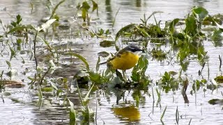 Spanish Wagtail M flava iberiae  Leasowe 280419 [upl. by Berry177]