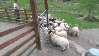 A Visit to Kissane Sheep Farm Molls Gap County Kerry Ireland [upl. by Janela9]