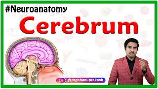 Cerebrum  Usmle Gross Anatomy  Relations and External features  Neuroanatomy animations [upl. by Alex794]