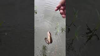 Hooked fish on flood season fishingvideo fish fishing hooked flood reels shorts [upl. by Drain285]