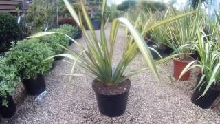 Phormium Apricot Queen at Big Plant Nursery in West Sussex UK [upl. by Ettelimay]