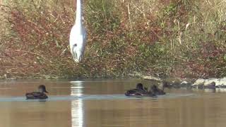 M0161 大分川 朝食 ヨシガモ Oita River Breakfast Falcated Duck [upl. by Teerell]