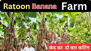 कंद लगाके कंद का सिस्टर रख सकते है  Succur Plants Ratoon [upl. by Uird]