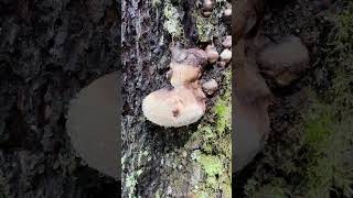 Mushroom Breathes Out Water  4K  Nature  Life [upl. by Ynelram]