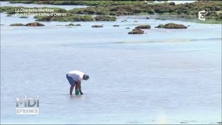 À Oléron la pêche a pied se pratique dans les regles de lart [upl. by Anaet414]