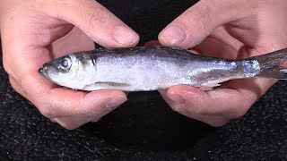 How to rig herring for king salmon fishing [upl. by Matthus]