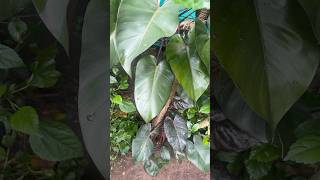 Old philodendron plant  jishnuuthaman garden keralagarden gardening [upl. by Ovatsug]