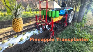 2Row Pineapple Transplanter Pineapple Seedling Plant Machine driven by tractor [upl. by Asennav]