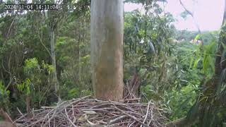 Zimbali Estate Crowned Eagle Live Stream 20241104 1134 [upl. by Treulich512]