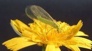 La Chrysope verte Chrysoperla carnea séquences butinages par André Lequet [upl. by Zippel]