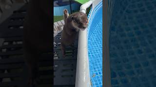 Puzzled by Frozen Pool😳😳 shorts aty otter WaterSausage [upl. by Aryamoy]