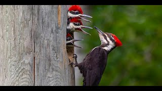 How Woodpeckers Avoid Brain Damage The Science Behind Their Pecking [upl. by Nad]