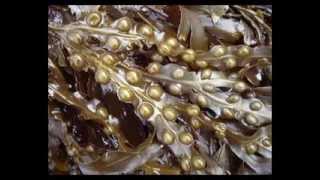 Bladderwrack Herb Benefits [upl. by Ettenauq]