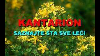 KANTARION  SAZNAJTE ŠTA SVE LEČI [upl. by Yerhcaz]