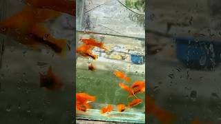 breeding pairs of swordtail fish swordtails swordtail fishpond viral reels reels shorts [upl. by Elissa]