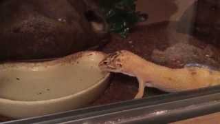 How Leopard Geckos Drink Water [upl. by Petrick]