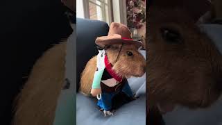 Unique Bamboo Rat Dressed as a Cowboy🤠 [upl. by Hammerskjold]