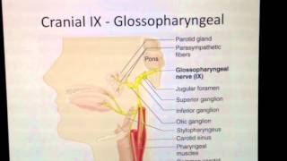 Cranial Nerves 9 of 12 Glossopharyngeal Nerve  Head and Neck Anatomy 101 [upl. by Huda848]