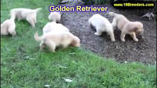 Golden Retriever Puppies For Sale In Butte Silver Bow Montana MT Helena Havre Kalispell [upl. by Nomolos]