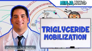 Metabolism  Mobilization of Triglycerides [upl. by Itsirhc122]