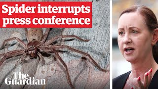 Huntsman spider crawls on health minister during Covid press conference in Queensland Australia [upl. by Darrey]