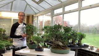 Improving your Ficus Bonsai [upl. by Hudis]