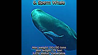 Top 10 Largest Whales [upl. by Etz]