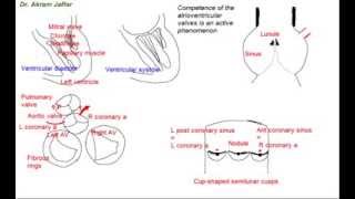 Functional anatomy of heart valves [upl. by Tonnie832]