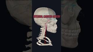 Internal Carotid Artery medshorts mbbsanatomy humananatomy humanbody medicom [upl. by Laud]