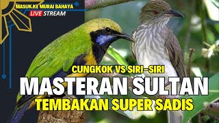 MASTERAN PARA SULTAN  MATERI GANTANGAN TEMBAKAN SIRI  SIRI  SAMBUNG JERITAN CUNGKOK KUNTILANAK [upl. by Coraline462]